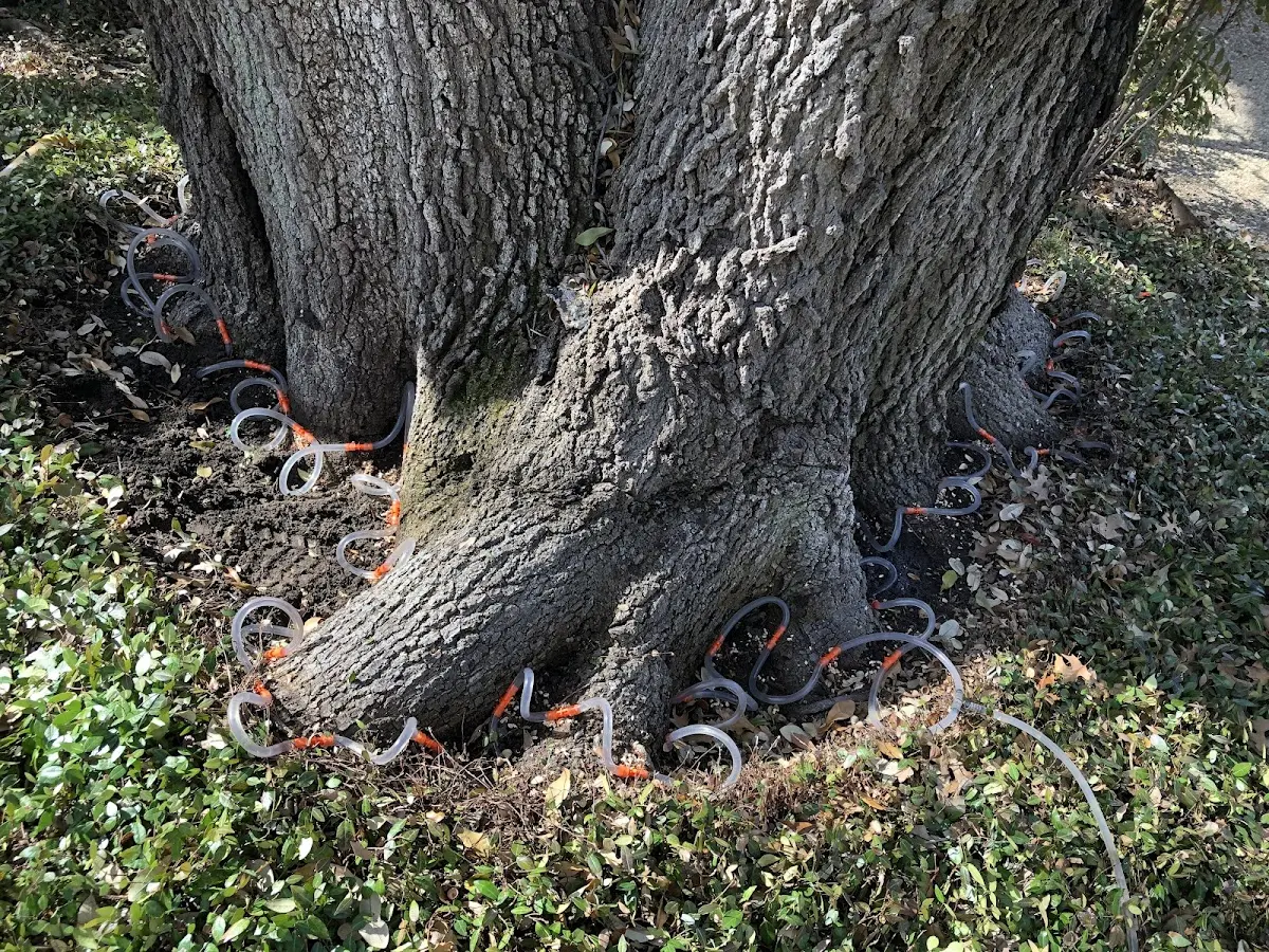 Detailed Tree Cabling and Bracing job site in Howey In The Hills