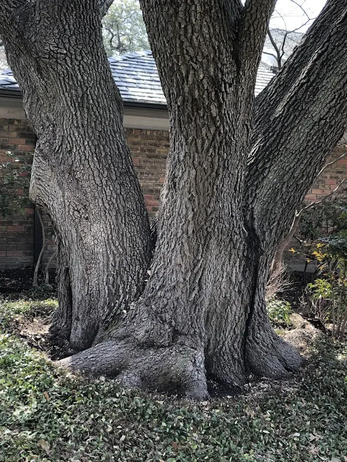 Mature heritage tree close to a Howey In The Hills property cared for by certified arborists